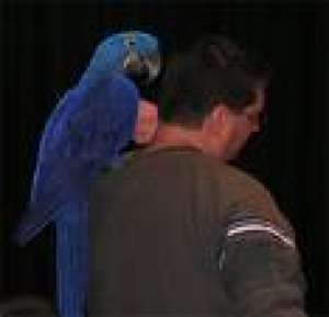 hyacinth macaw