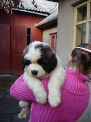 vand Saint Bernard.
