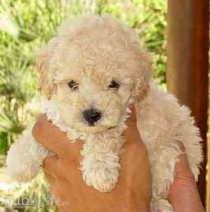 Vand caniche pui.