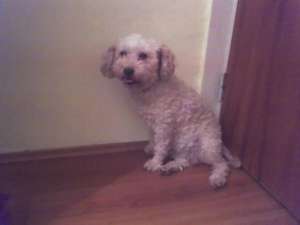 Vand caniche pui.