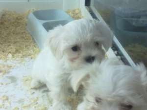 vand bichon