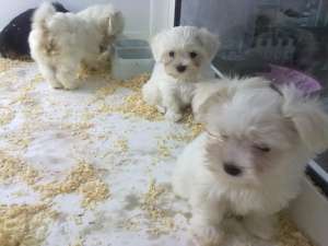 vand bichon