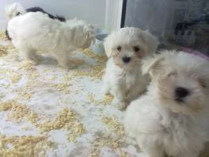 vand bichon
