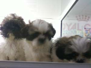 vand shi-tzu