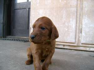 vand pui de setter irlandez