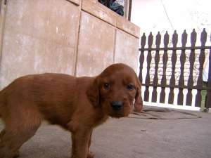 vand pui de setter irlandez