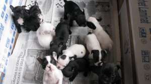 Ofer de adoprie Buldog American si Buldog Francez.