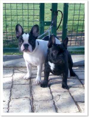 Ofer de adoprie Buldog American si Buldog Francez.