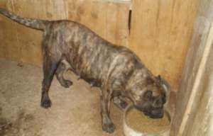 Vand 2 catei presa canario