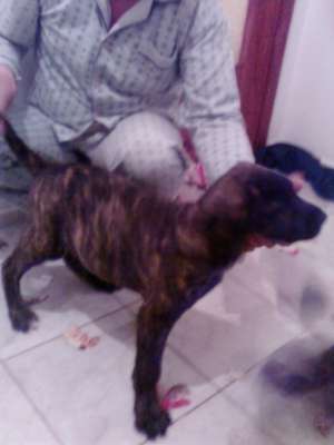 Vand 2 catei presa canario