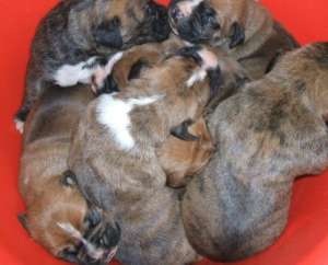 vand pui boxer