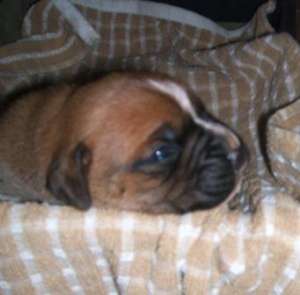 vand pui boxer