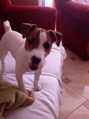 Jak russel terrier ( The Mask )
