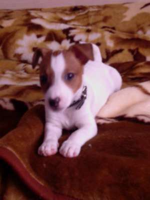 Jak russel terrier ( The Mask )