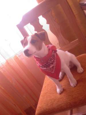 Jak russel terrier ( The Mask )