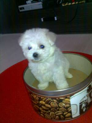 bichon albi talie mica
