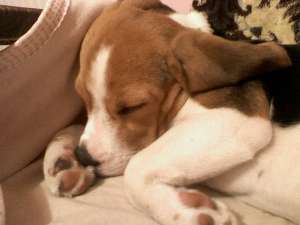 Vand beagle