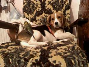 Vand beagle