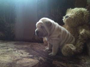 SHAR-PEI