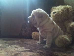SHAR-PEI