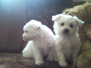 BICHON MALTESE ALB-CURAT