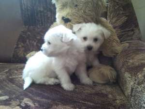 BICHON MALTESE ALB-CURAT