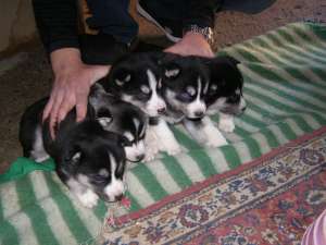 vand pui husky