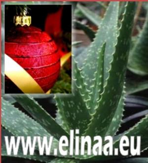 Cadouri si sanatate - Aloe vera.