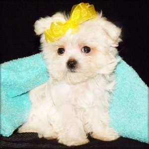 Elvis malteza