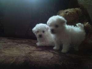 OFERTA! BICHON BOLOGNESE