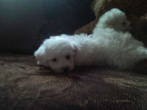 OFERTA! BICHON BOLOGNESE