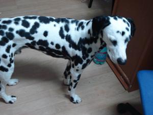 Vand dalmatian 100 euro