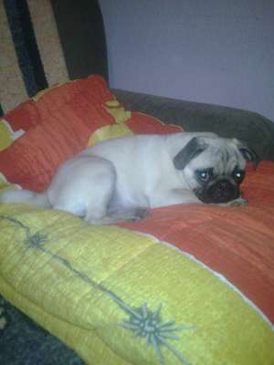 vand catelusa mops-pug negociabil