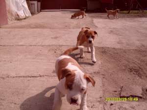 vand amstaff pedigree