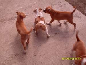 vand amstaff pedigree
