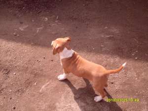 vand amstaff pedigree