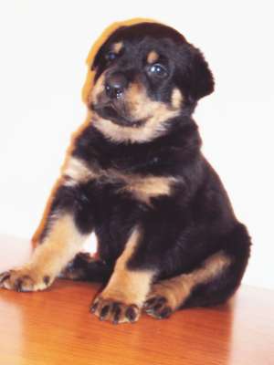 Vand pui de Rottweiler-femela
