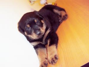 Vand pui de Rottweiler-femela