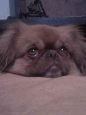 iau spre adoptie Shih-tzu ,  Schnauzer pitic ,  Pechinez  sau Yorkshire terrier toy