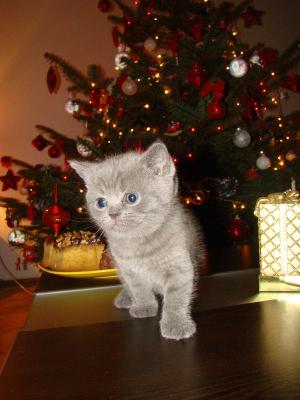 vand pui british shorthair