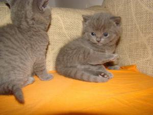 vand pui british shorthair