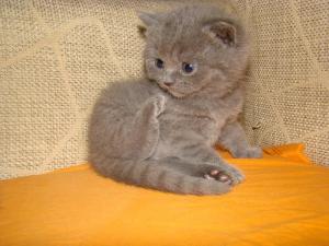 vand pui british shorthair