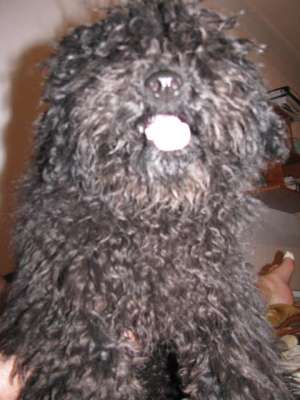 vand caniche negru
