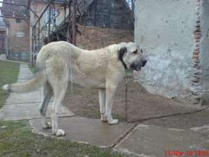 vand sau ofer pt monta kangal