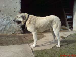 vand sau ofer pt monta kangal