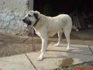 vand sau ofer pt monta kangal