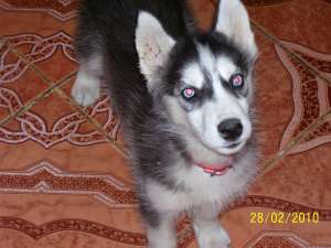 vand husky siberian