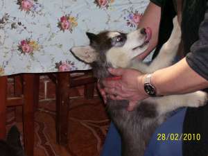 vand husky siberian