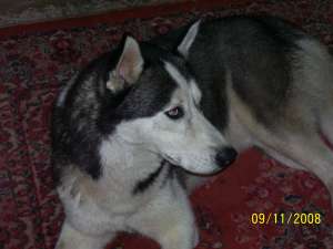 vand husky siberian