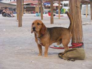 MASCUL TECKEL CU BEAGLE SUPERB